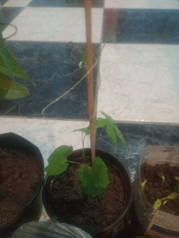 Identificação da planta Melão-de-são-caetano por foto
