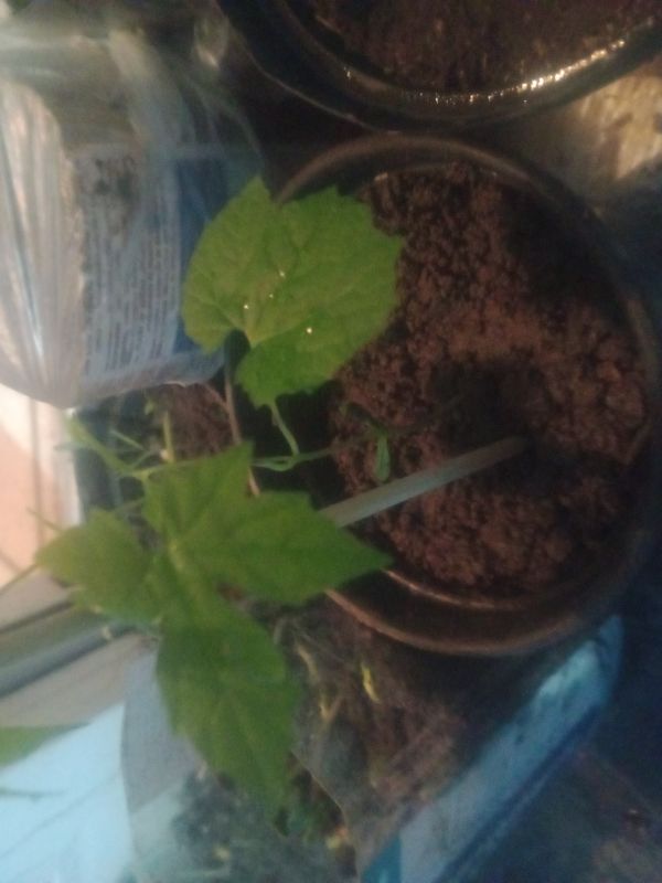 Identificação da planta Melão-de-são-caetano por foto