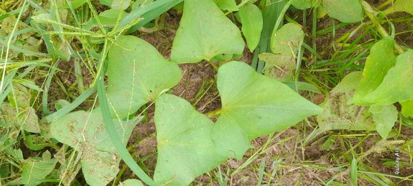 Identificação da planta Batata-doce por foto