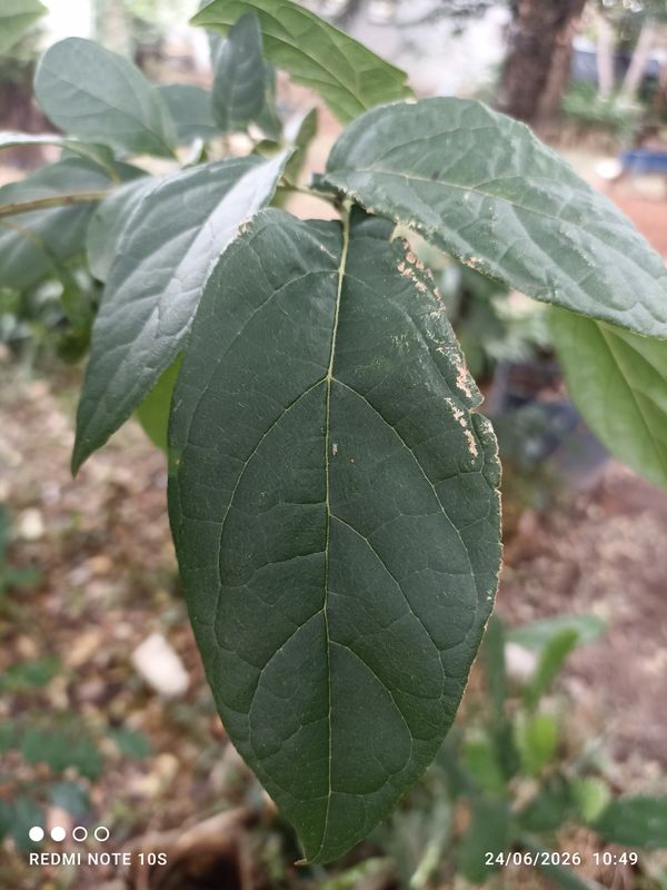 Identificação da planta Sem nome popular por foto