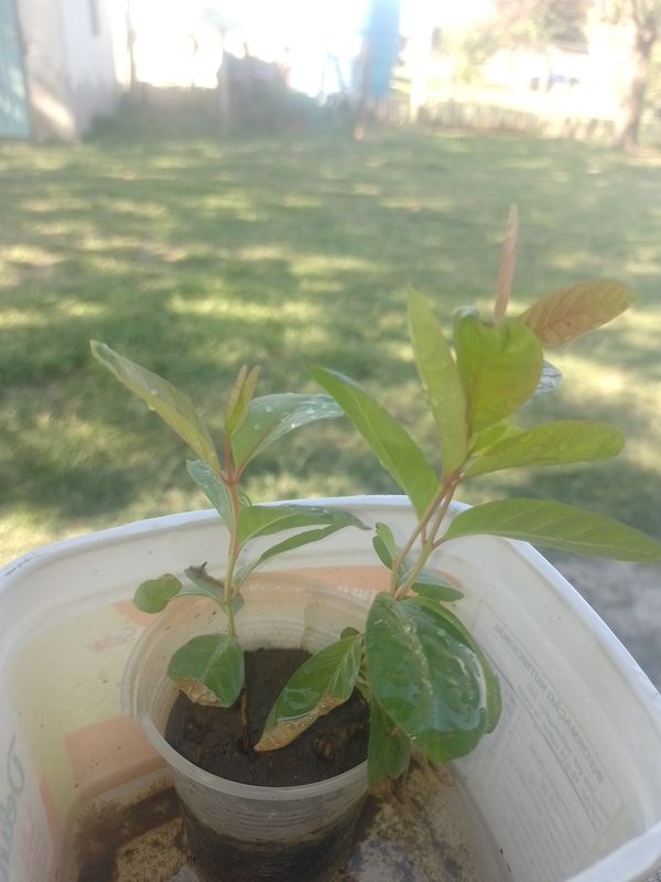 Identificação da planta Araçá-do-campo por foto