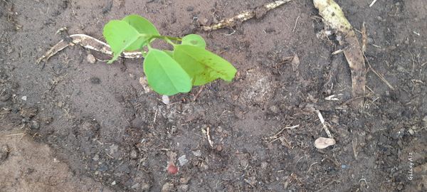 Identificação da planta Ilamóia por foto