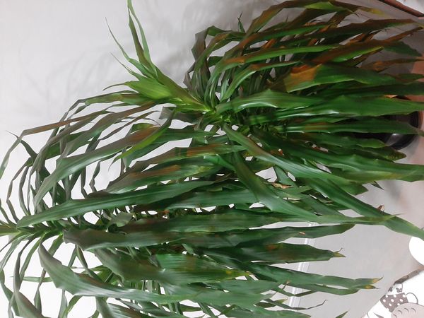 Identificação da planta Pau-d'água por foto