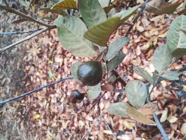 Identificação da planta Araçá-do-campo por foto