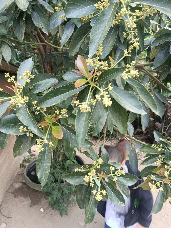 Identificação da planta Abacate por foto