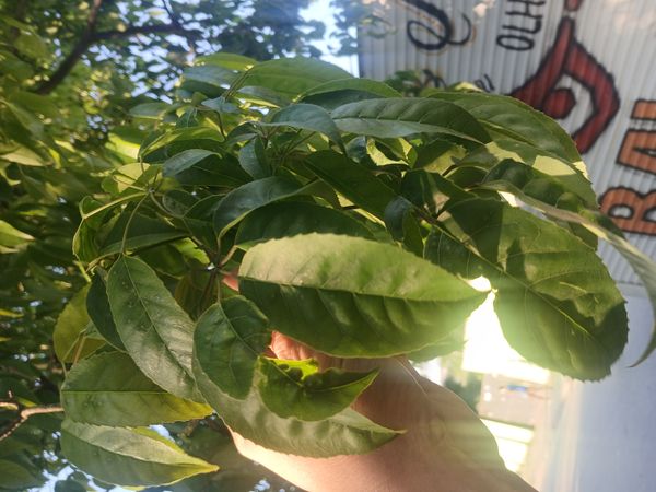 Identificação da planta Ipê-roxo por foto