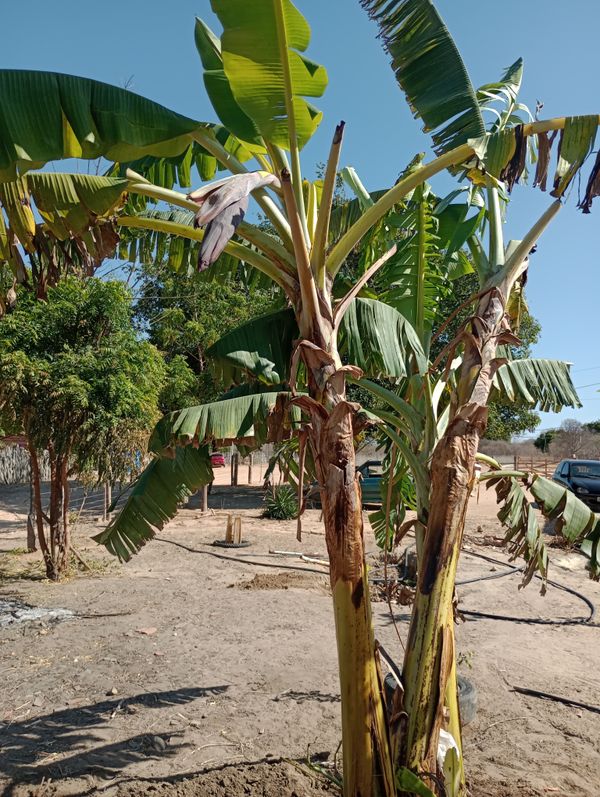 Identificação da planta Bananeira por foto