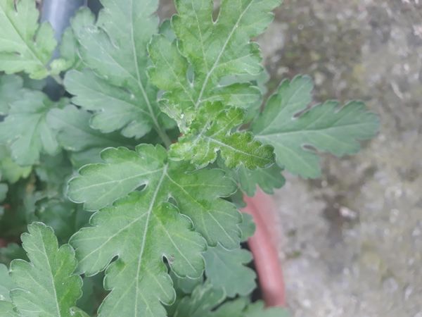 Identificação da planta Crisântemo por foto