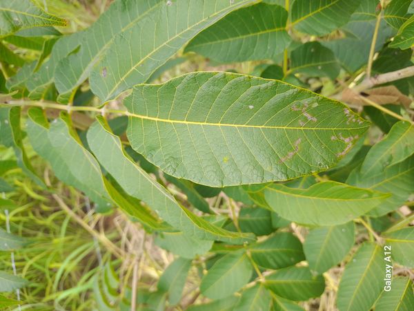 Identificação da planta Gonçalo-alves por foto