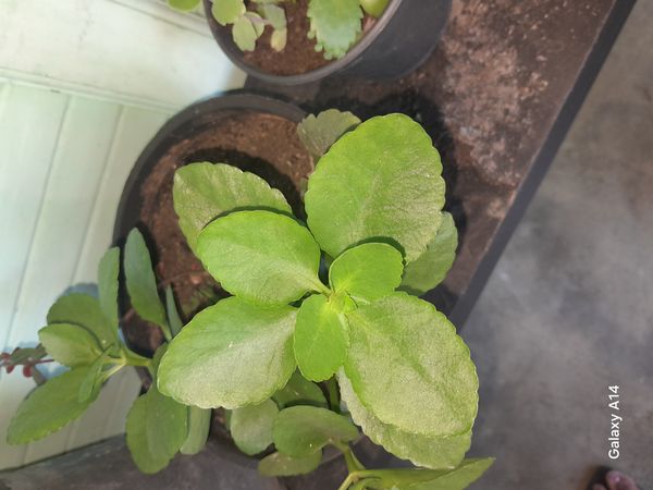 Identificação da planta Calandiva por foto