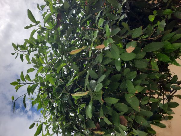 Identificação da planta Feijão-bravo por foto