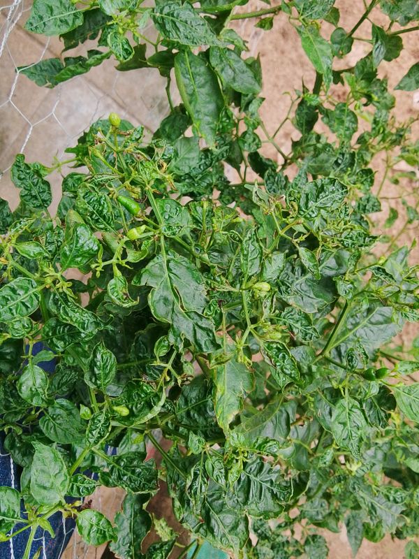 Identificação da planta Malagueta por foto