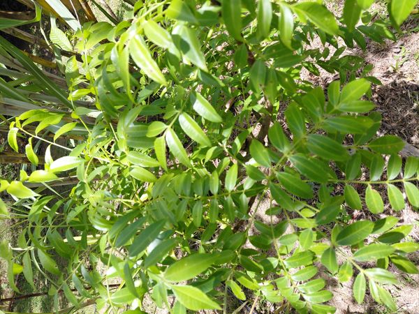 Identificação da planta Cajá-manga por foto