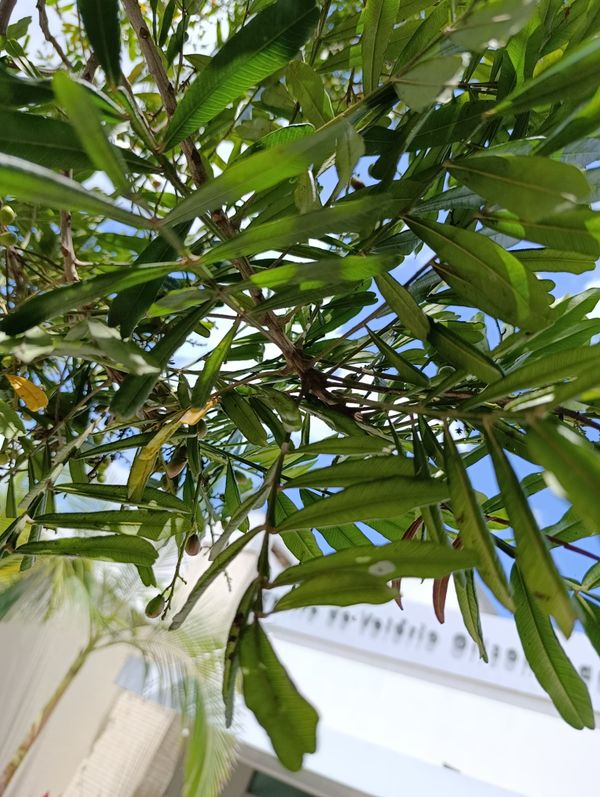 Identificação da planta Árvore-da-borracha por foto