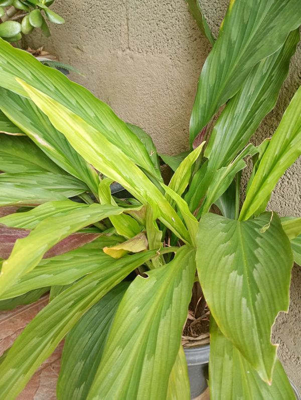 Identificação da planta Bistorta por foto