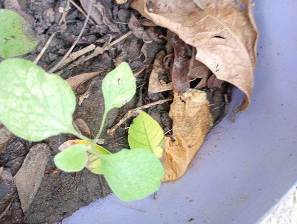 Identificação da planta Berinjela por foto