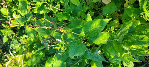 Identificação da planta Desconhecido por foto