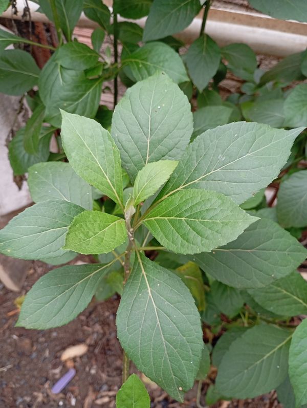 Identificação da planta BOLDO DO CHILE por foto