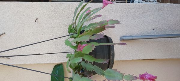 Identificação da planta Flor-de-maio por foto