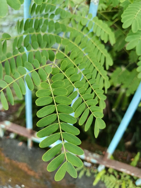 Identificação da planta Flamboyant-de-jardim por foto