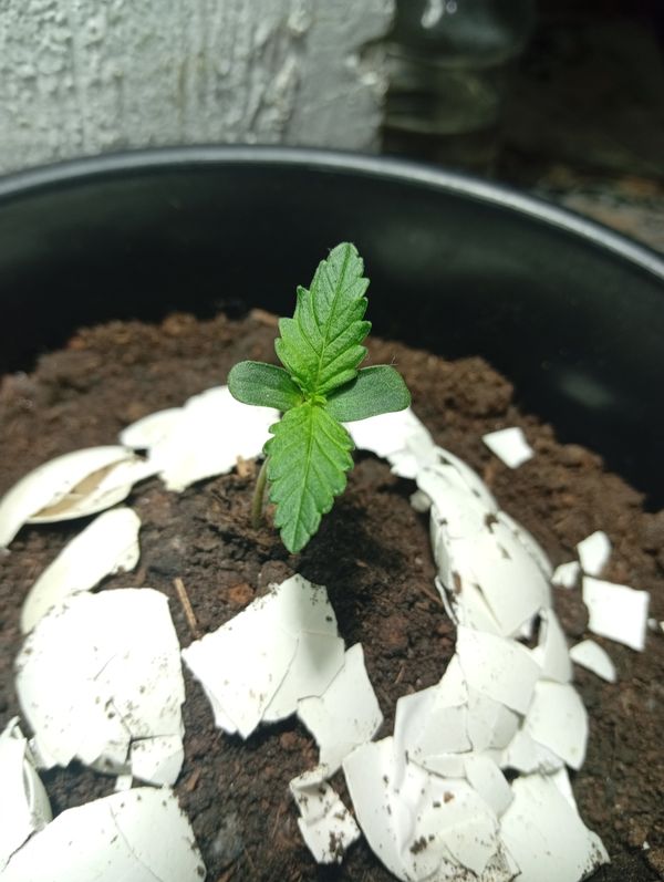 Identificação da planta Maconha por foto