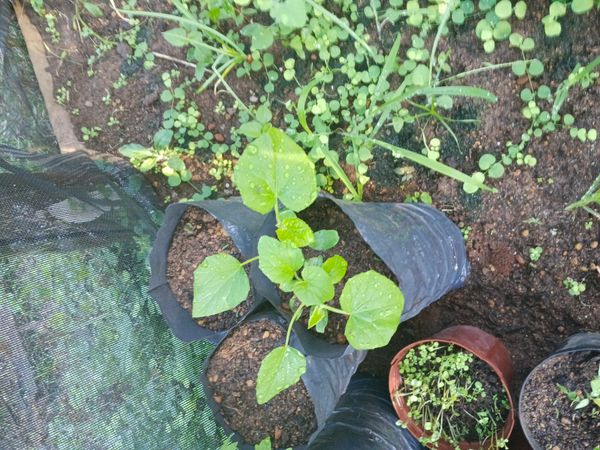 Identificação da planta Pepino por foto