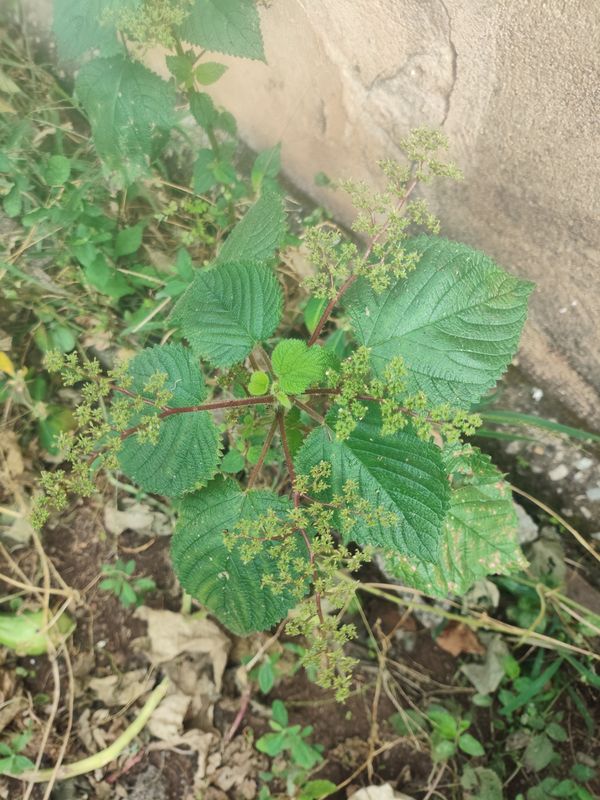Identificação da planta Urtiga por foto