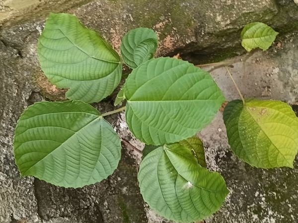 Identificação da planta Tapiá por foto