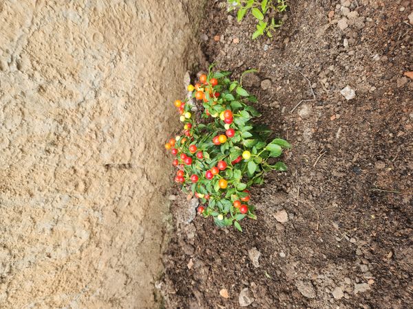 Identificação da planta Pimenta por foto