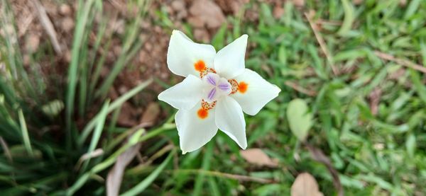 Identificação da planta Lírio-do-brejo por foto