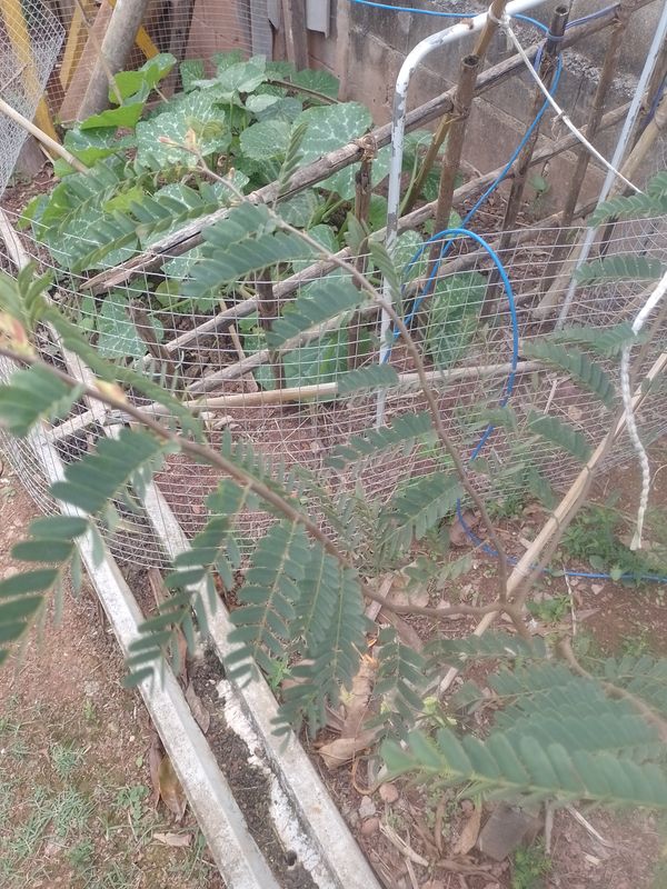 Identificação da planta Cássia-Rosa por foto