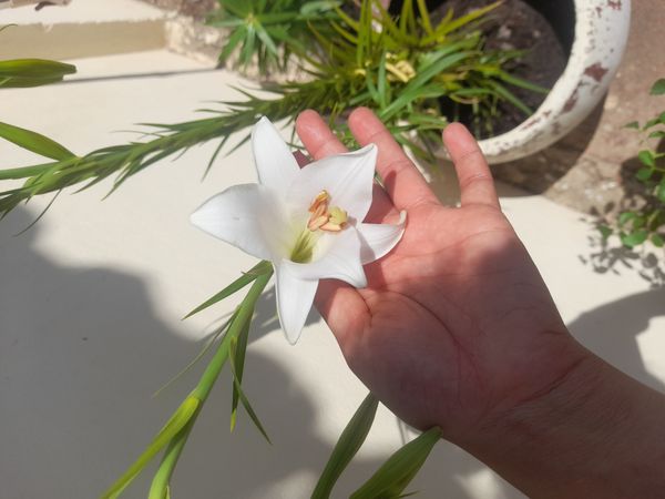 Identificação da planta Copo-de-leite por foto