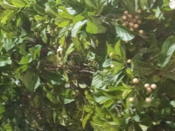 Identificação da planta Babosa branca por foto