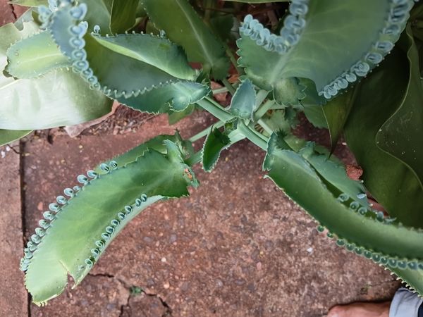 Identificação da planta Mãe de mil por foto
