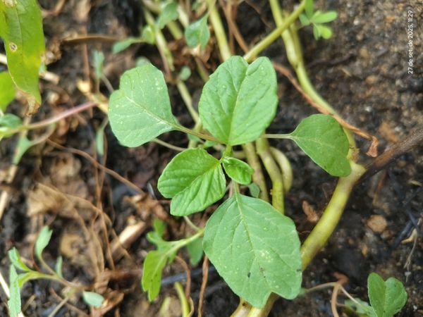 Identificação da planta Breudo por foto