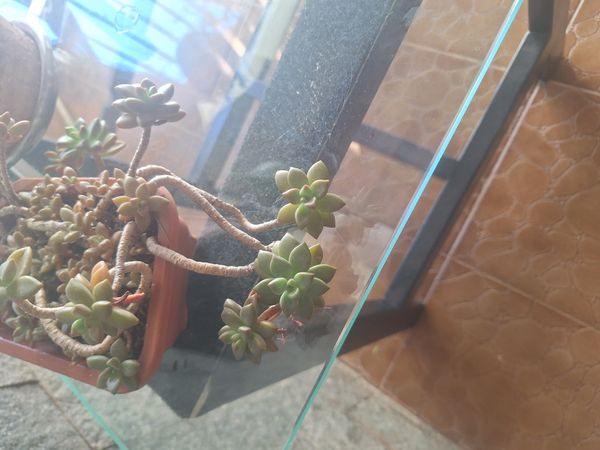 Identificação da planta Rabo-de-burro por foto