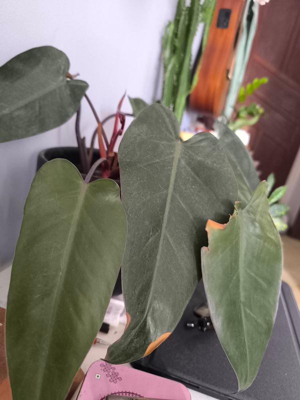 Identificação da planta Burgundy por foto