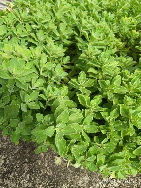 Identificação da planta Boldo chinês por foto