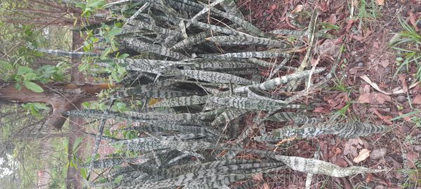 Identificação da planta Espada-de-são-jorge por foto