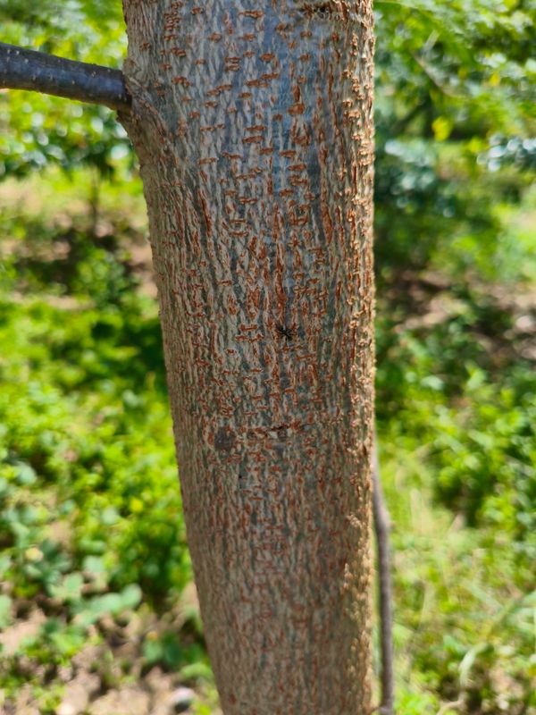 Identificação da planta Leucena ou Árvore-do-Conflito por foto
