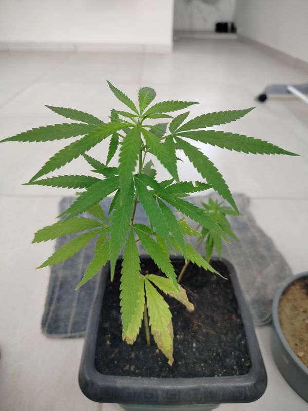 Identificação da planta Maconha por foto