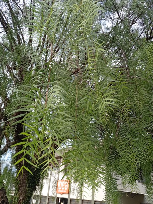 Identificação da planta Aroeira Salsa por foto