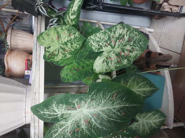 Identificação da planta Tinhorão por foto