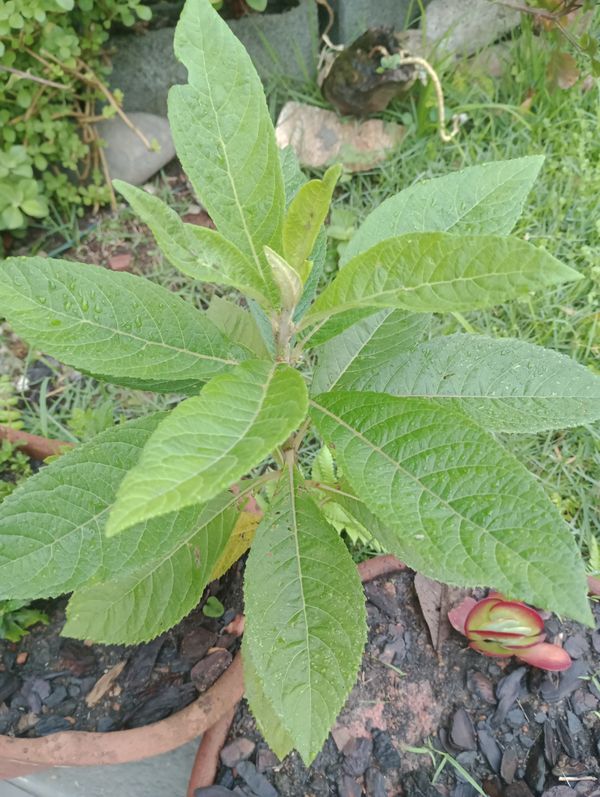 Identificação da planta Assapeixe por foto