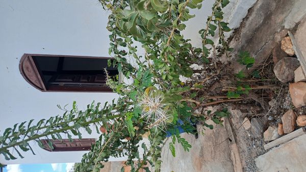 Identificação da planta Ora-pro-nobis por foto