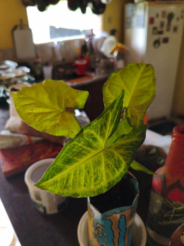 Identificação da planta Singônio por foto