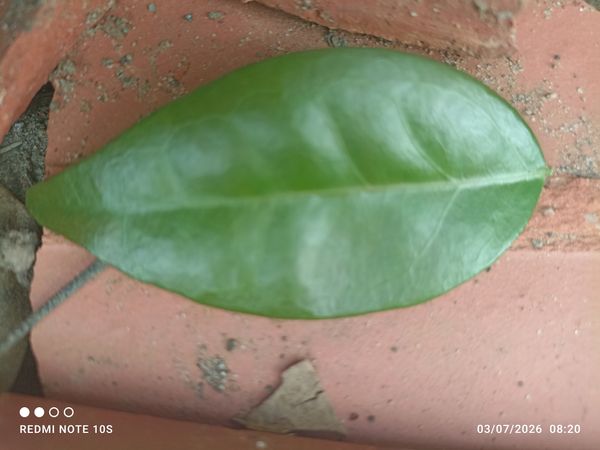 Identificação da planta Pitanga por foto