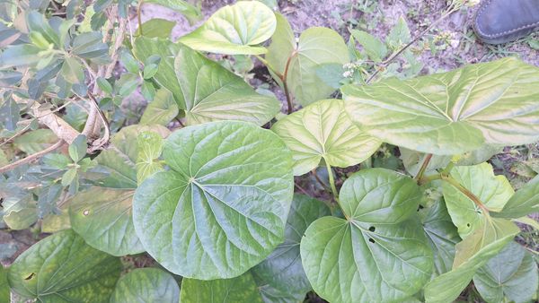 Identificação da planta caapeba por foto