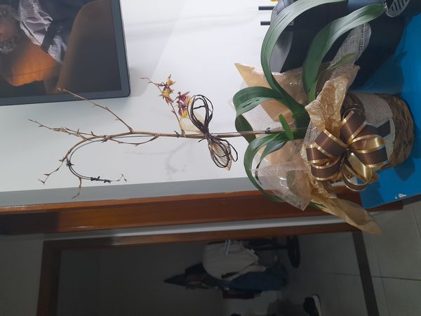 Identificação da planta Pingo d'ouro por foto