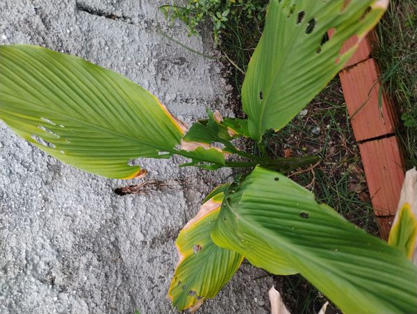 Identificação da planta Cúrcuma por foto